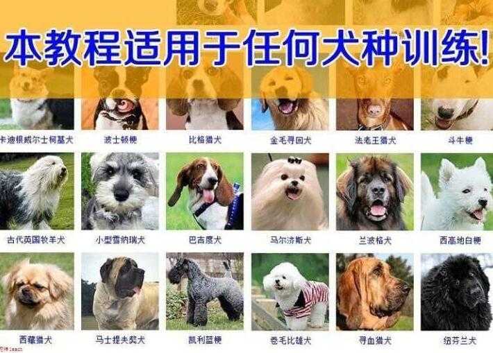 狗狗技能训练视频，训犬/训狗教程视频 - 冒泡网-冒泡网