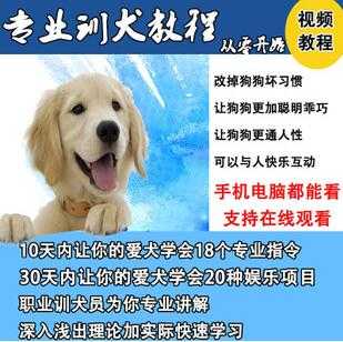 图片[1]-唐伟敏训犬教程-训狗教程，专业训狗视频教程-冒泡网