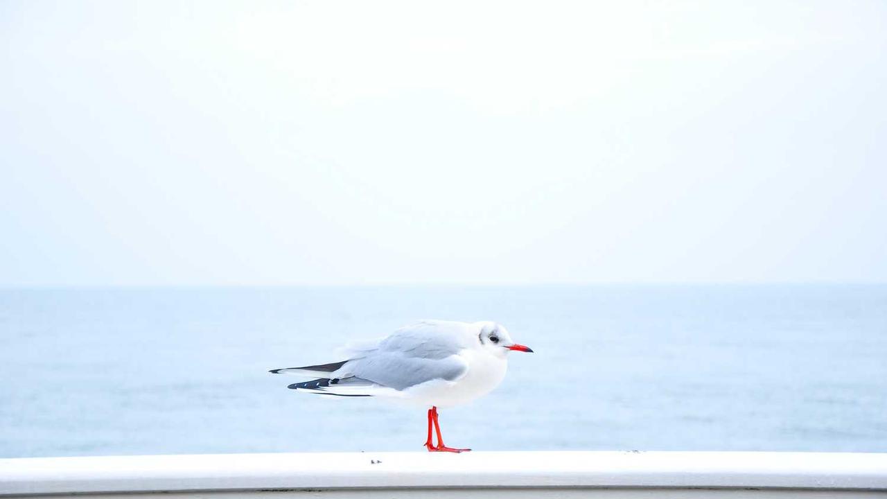 AI绘画探析-冒泡网